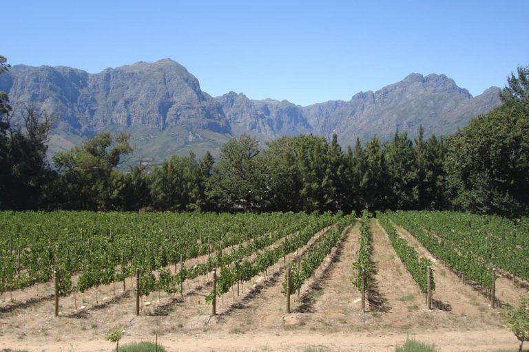 Vineyards with mountains in the background
