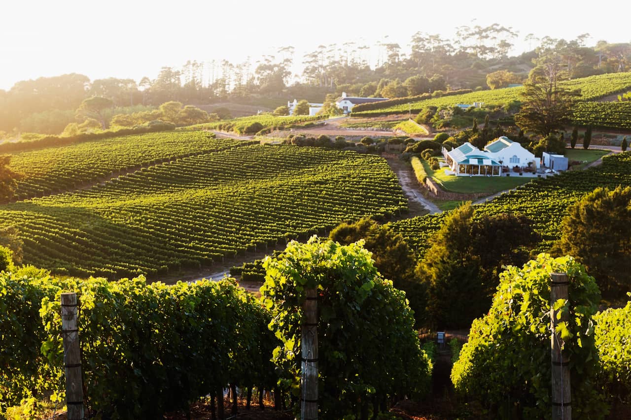 A top view of a vineyard at the sunset with a white house on the right side